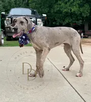 Phoebe, a female Great Dane for sale in Lexington, NC – 3 of 6