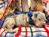 Chaos, a male Great Dane for sale in Lexington, NC – 5 of 6