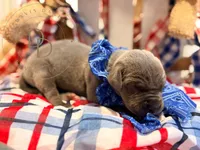 Mayhem, a male Great Dane for sale in Lexington, NC – 3 of 5