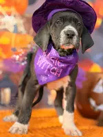 processed/c02002c0-19c8-4142-b364-6c384bc13027/listing/417d6a5a-ce8c-4dc4-8d69-69681c2e639b/5d6d2f3c-2387-4438-b666-bf5111d67c25