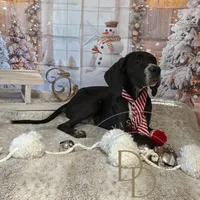 Joan, a female Great Dane for sale in Lexington, NC – Photo 5 of 6