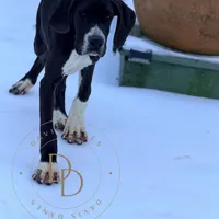 Joan, a female Great Dane for sale in Lexington, NC – Photo 6 of 6