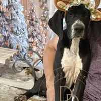 Joan, a female Great Dane for sale in Lexington, NC – Photo 1 of 6