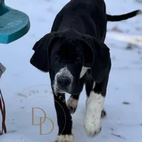 Joan, a female Great Dane for sale in Lexington, NC – Photo 2 of 6