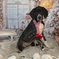 Joan, a female Great Dane for sale in Lexington, NC – Photo 3 of 6