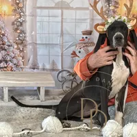 Joan, a female Great Dane for sale in Lexington, NC – Photo 4 of 6