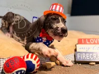 Hank, a male Great Dane for sale in Lexington, NC – 6 of 10