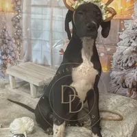 Jett, a female Great Dane for sale in Lexington, NC – Photo 5 of 6