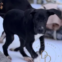 Jett, a female Great Dane for sale in Lexington, NC – Photo 4 of 6