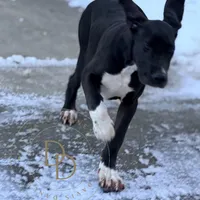 Jett, a female Great Dane for sale in Lexington, NC – Photo 3 of 6