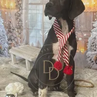 Jett, a female Great Dane for sale in Lexington, NC – Photo 2 of 6