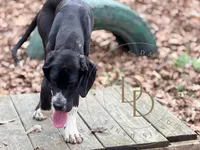 Joan, a female Great Dane for sale in Lexington, NC – 5 of 9