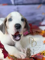 processed/c02002c0-19c8-4142-b364-6c384bc13027/listing/4f69c94d-0659-42f2-ac6f-cc990c6f31cf/0f3bdabd-743f-45b3-a272-bec4a7a88a7d