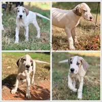 processed/c02002c0-19c8-4142-b364-6c384bc13027/listing/4f69c94d-0659-42f2-ac6f-cc990c6f31cf/e4103f8f-ff13-48fa-8f0b-da9bfc5fd1c7