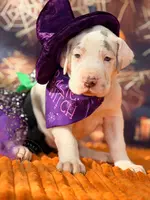 processed/c02002c0-19c8-4142-b364-6c384bc13027/listing/5058df2b-c2b5-4567-94aa-6b01b7efc745/53e2ddd7-5c39-4b67-a74f-98d636ebbfea