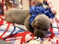 Mayhem, a male Great Dane for sale in Lexington, NC – 5 of 5