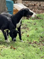Jett, a female Great Dane for sale in Lexington, NC – 5 of 6