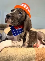 Hank, a male Great Dane for sale in Lexington, NC – 9 of 10