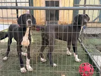 Joan, a female Great Dane for sale in Lexington, NC – 8 of 9