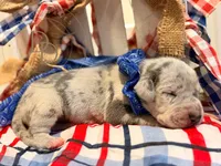 Chaos, a male Great Dane for sale in Lexington, NC – 4 of 6