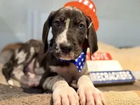Hank, a male Great Dane for sale in Lexington, NC – 7 of 10