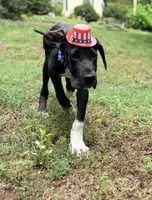 Captain Hook, a male Great Dane for sale in Lexington, NC – 4 of 6