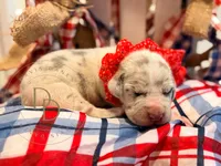 Drama, a female Great Dane for sale in Lexington, NC – 2 of 5