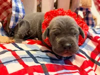 Shambles, a female Great Dane for sale in Lexington, NC – 4 of 5