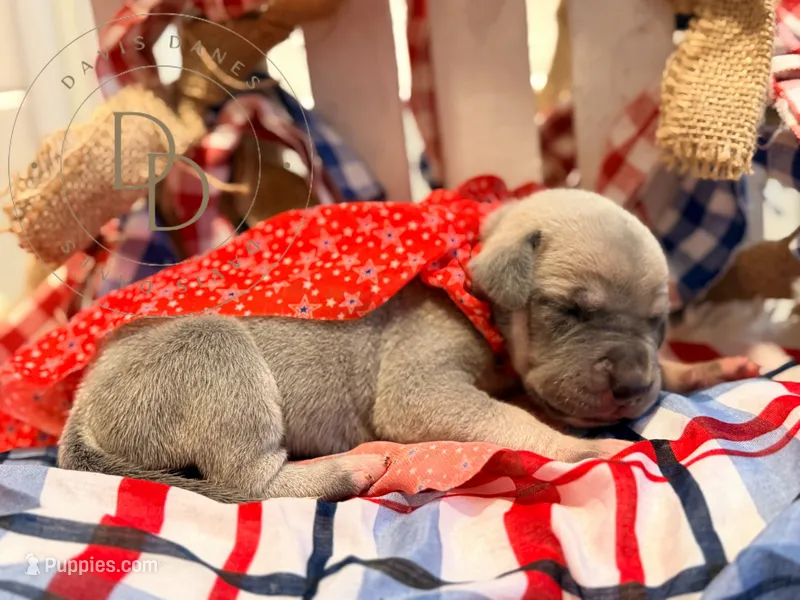 Pandora – Great Dane puppy for sale in Lexington, NC
