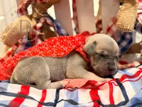 Pandora, a female Great Dane for sale in Lexington, NC – 1 of 6