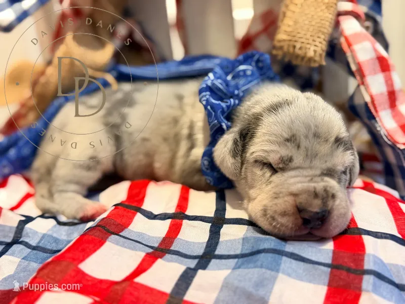 Chaos – Great Dane puppy for sale in Lexington, NC