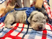 Chaos, a male Great Dane for sale in Lexington, NC – 1 of 6