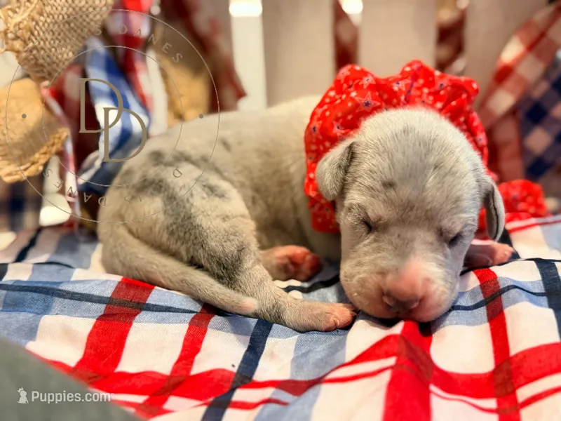 Kerfuffle – Great Dane puppy for sale in Lexington, NC