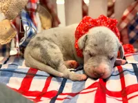 Kerfuffle, a female Great Dane for sale in Lexington, NC – 1 of 5