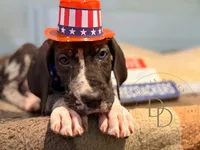 Hank, a male Great Dane for sale in Lexington, NC – 2 of 10