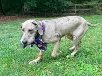 Phoebe, a female Great Dane for sale in Lexington, NC – 6 of 6