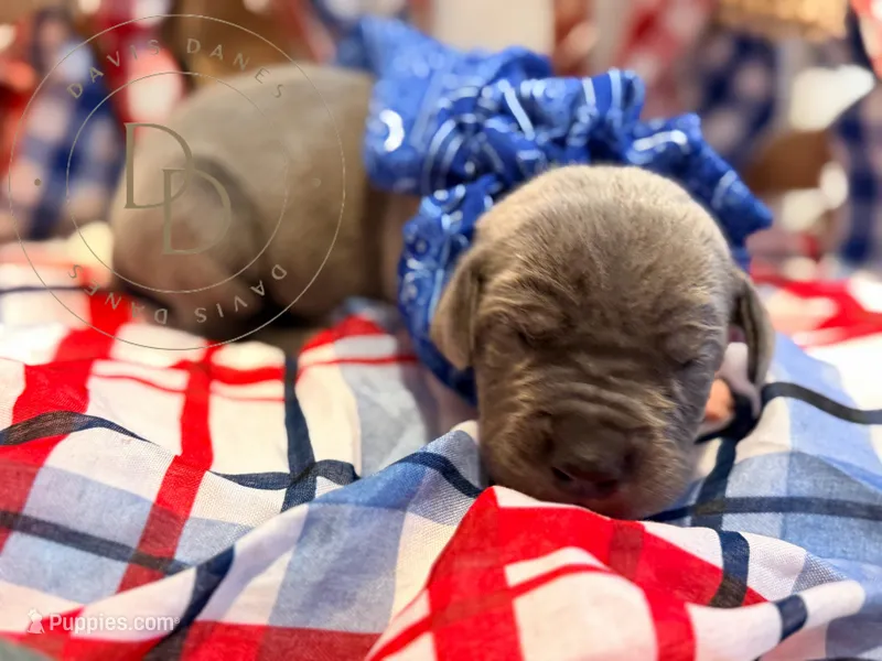 Mayhem – Great Dane puppy for sale in Lexington, NC