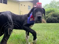 Captain Hook, a male Great Dane for sale in Lexington, NC – 3 of 6