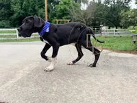 Captain Hook, a male Great Dane for sale in Lexington, NC – 6 of 6