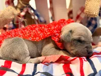 Pandora, a female Great Dane for sale in Lexington, NC – 3 of 6