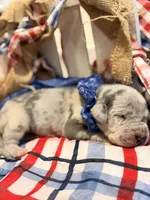 Chaos, a male Great Dane for sale in Lexington, NC – 2 of 6