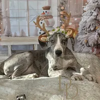 Ann, a female Great Dane for sale in Lexington, NC – Photo 1 of 6