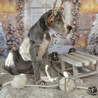 Ann, a female Great Dane for sale in Lexington, NC – Photo 5 of 6