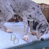 Ann, a female Great Dane for sale in Lexington, NC – Photo 6 of 6