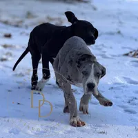 Ann, a female Great Dane for sale in Lexington, NC – Photo 3 of 6
