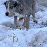 Ann, a female Great Dane for sale in Lexington, NC – Photo 4 of 6