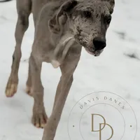 Daisy, a female Great Dane for sale in Lexington, NC – Photo 1 of 9