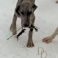 Daisy, a female Great Dane for sale in Lexington, NC – Photo 2 of 9