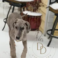 Daisy, a female Great Dane for sale in Lexington, NC – Photo 5 of 9