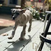 Daisy, a female Great Dane for sale in Lexington, NC – Photo 9 of 9